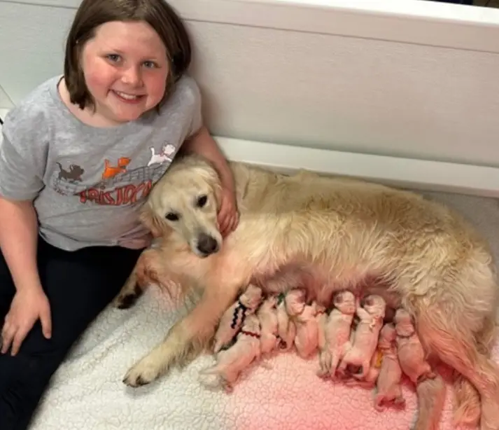 girl watching mother dog and her puppies feed