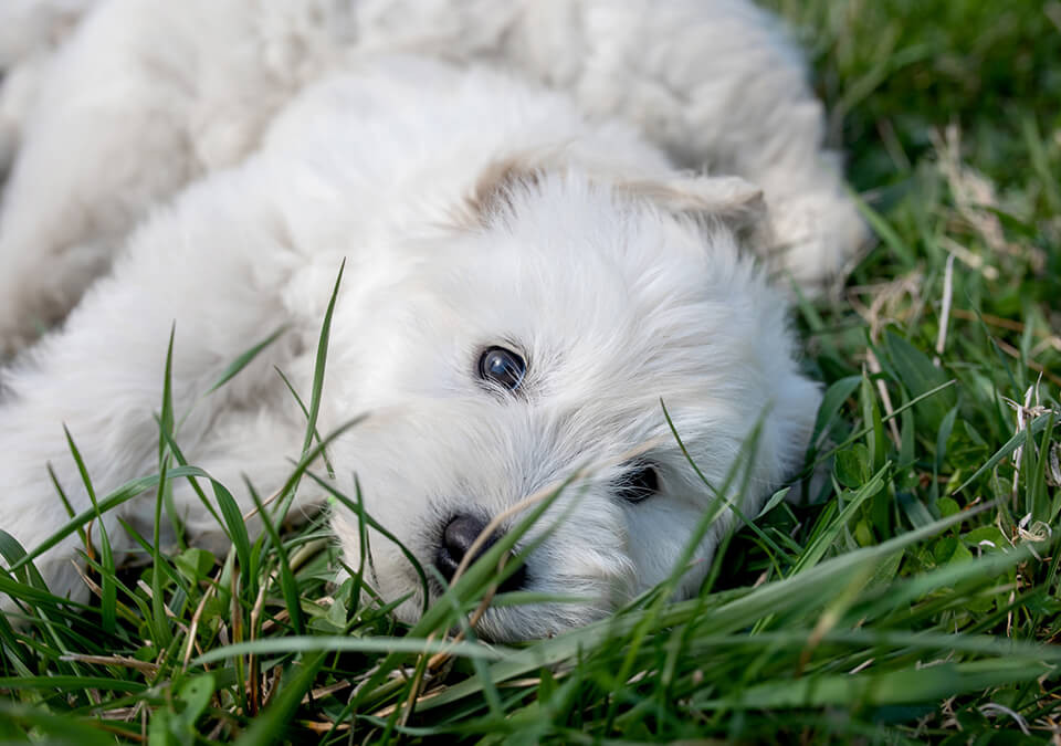 Fun Exercise and Stimulation Ideas for Your Mini Goldendoodle